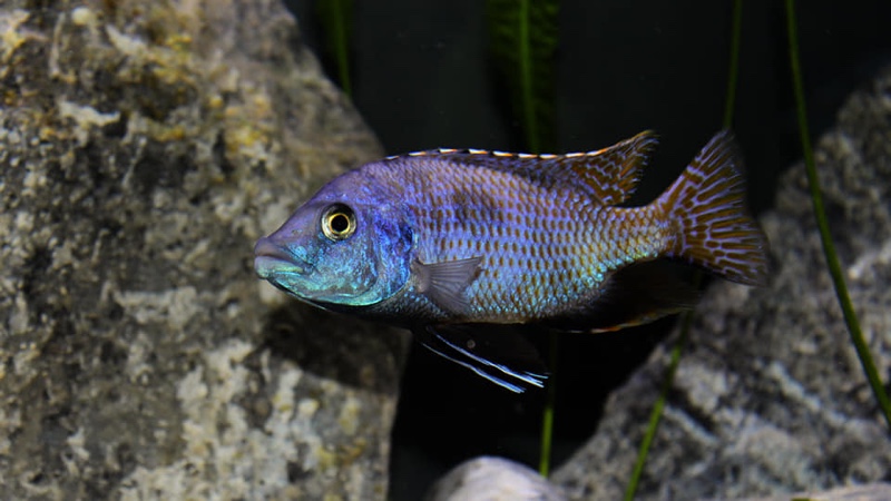Placidochromis milomo
